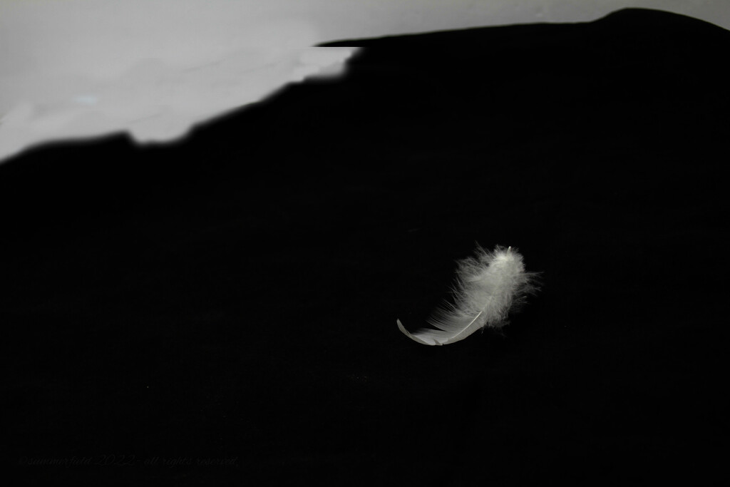 feather à la jonathan chrichtley by summerfield