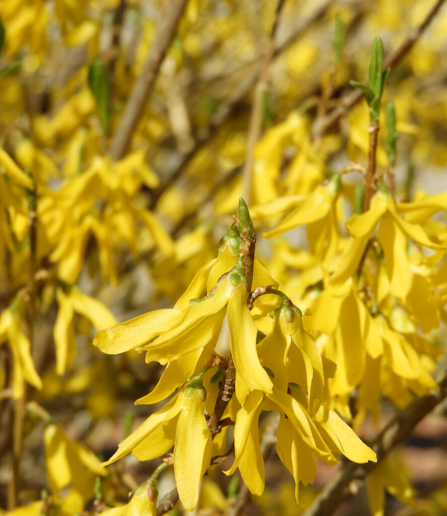 Yellow forsythia by homeschoolmom