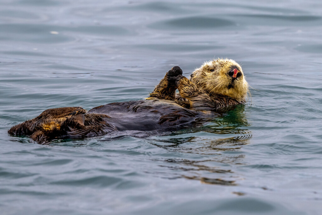 Another Southern Sea Otter by nicoleweg