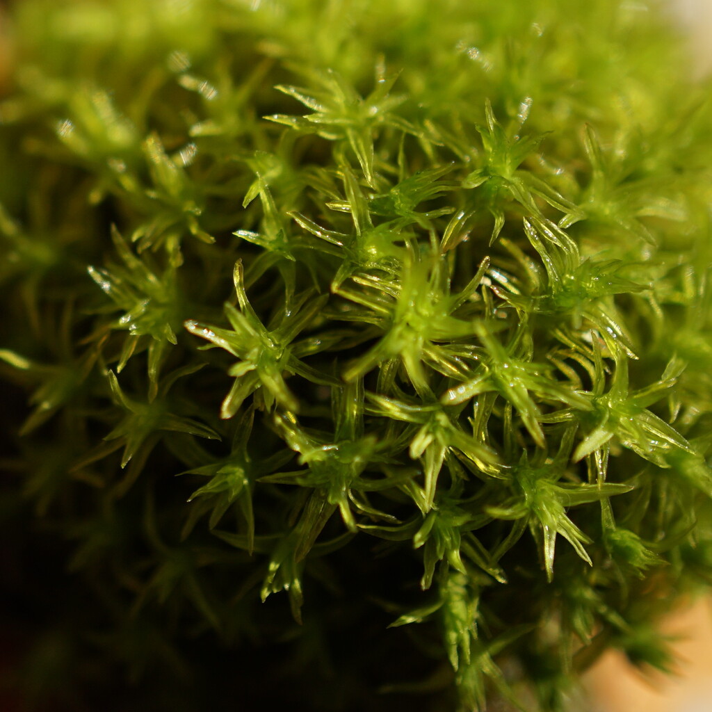 macro moss... by quietpurplehaze