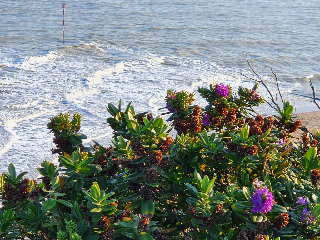 Wild Flowers and Gentle Waves by will_wooderson