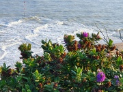 13th Mar 2022 - Wild Flowers and Gentle Waves