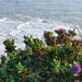 Wild Flowers and Gentle Waves by will_wooderson