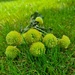 Green Pom-Poms by serendypyty