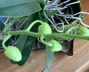 10th Mar 2022 - Green orchid 