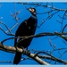 Cormorant by carolmw