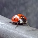 Spring . Ladybird by 365projectorgjoworboys