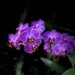 Purple  by beckyk365