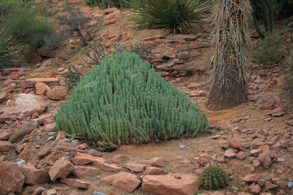 Euphorbia Resinifera aka Moroccan Mound  by blueberry1222