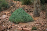 10th Mar 2022 - Euphorbia Resinifera aka Moroccan Mound 