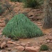 Euphorbia Resinifera aka Moroccan Mound  by blueberry1222
