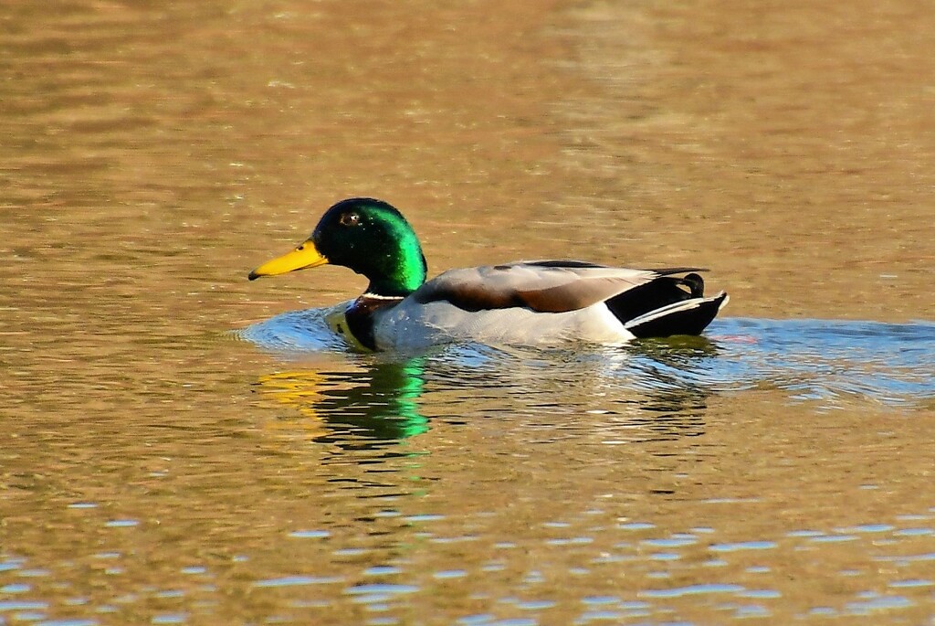 Mallard Duck and Reflection by kareenking