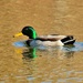 Mallard Duck and Reflection by kareenking