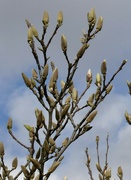 10th Mar 2022 - My magnolia