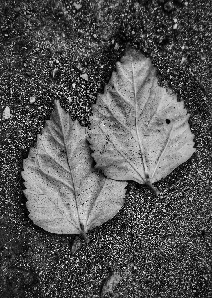 Two Leaves  by salza