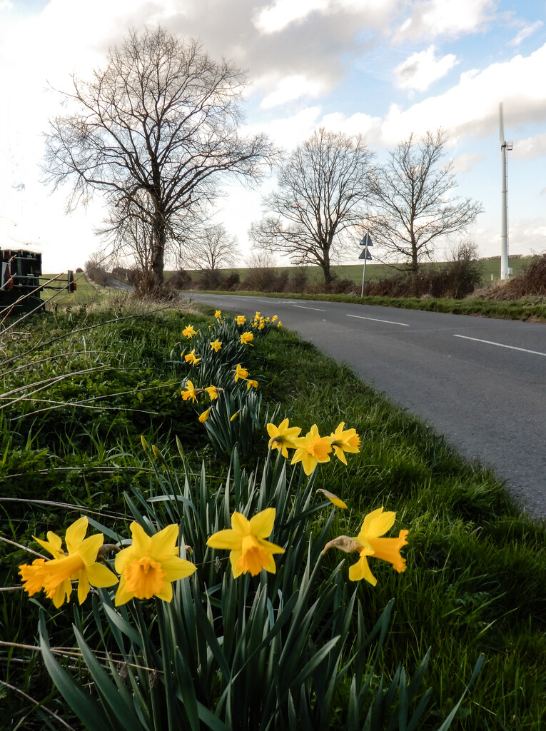 Daffodils by the roadside by busylady