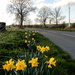 Daffodils by the roadside by busylady