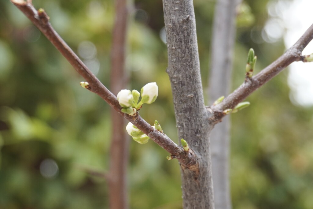 The first blossoms ever on our Greengage tree by beverley365