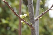 10th Mar 2022 - The first blossoms ever on our Greengage tree