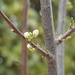 The first blossoms ever on our Greengage tree by beverley365