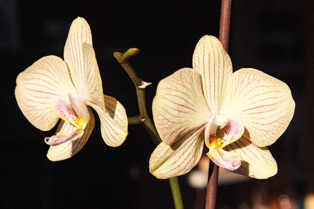 Most common phalaenopsis orchid by daryavr