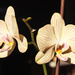 Most common phalaenopsis orchid by daryavr