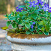 A Pot of Vincas... by thewatersphotos