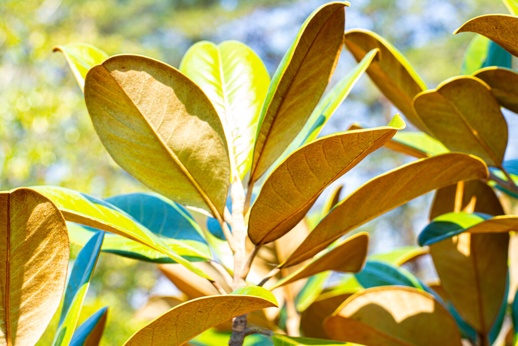 Southern Magnolia in the sun... by thewatersphotos