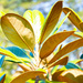 Southern Magnolia in the sun... by thewatersphotos