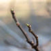 Budding Fig... by thewatersphotos