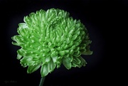 10th Mar 2022 - Are Flowers Supposed to be Green?