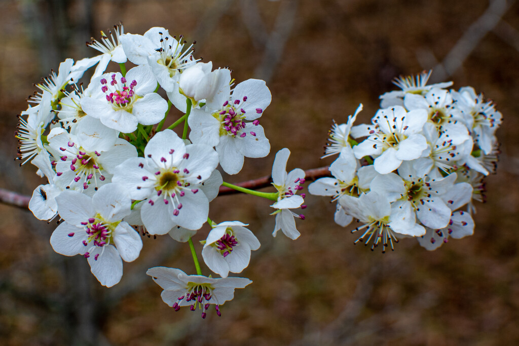 Pear blooms... by thewatersphotos
