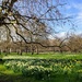 Carpet of daffodils  by boxplayer