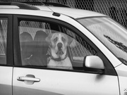11th Mar 2022 - dogs in cars