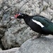Black Muscovy Duck? by 365jgh