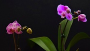 11th Mar 2022 - Orchids For Katrina ~