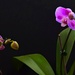 Orchids For Katrina ~ by happysnaps