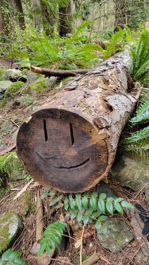 Happy Tree Trunk by kimmer50