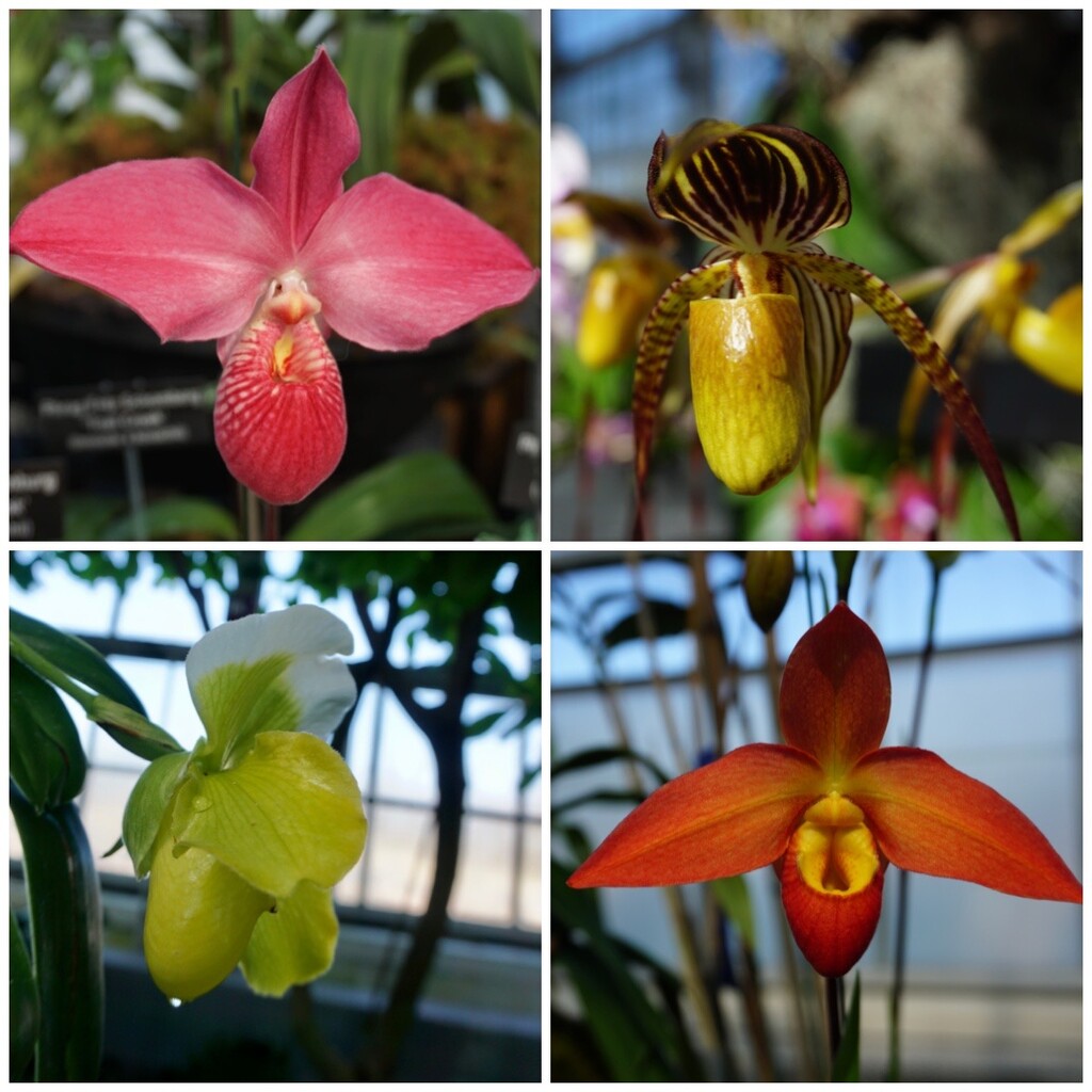 Some More Amazing Orchids by allie912