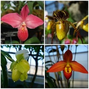 11th Mar 2022 - Some More Amazing Orchids