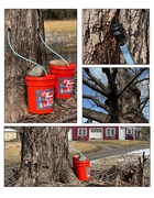 10th Mar 2022 - Time to tap the Sugar Maples