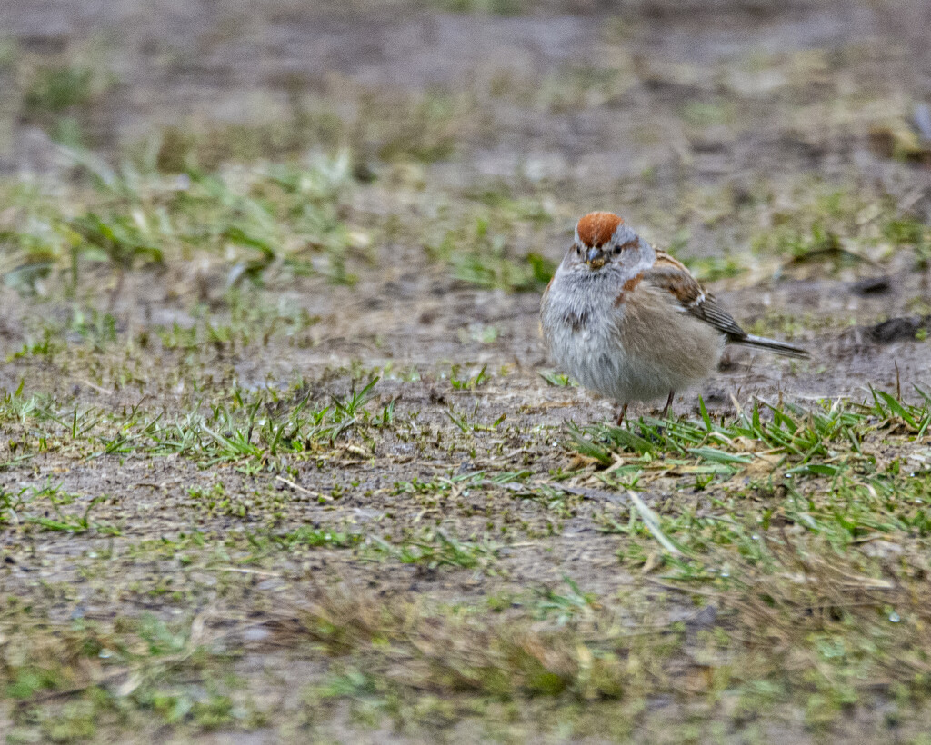 American Tree Sparrow by cwbill