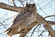 10th Mar 2022 - Wise Old Owl