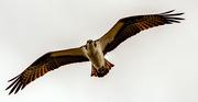10th Mar 2022 - Osprey in the Breeze!
