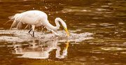 10th Mar 2022 - The Egret Going After a Snack!