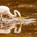 The Egret Going After a Snack! by rickster549