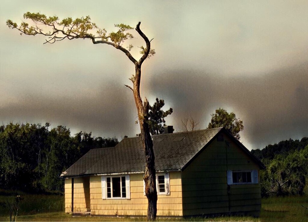 house and tree, etsooi by amyk