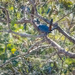 Ringed Kingfisher by nicoleweg