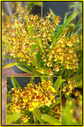 17th Jan 2022 - Oncidium orchid