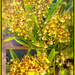 Oncidium orchid by annied
